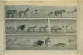 JSAAnimal2ProofR900.jpg (348514 bytes)