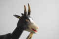 goatpecu2 (2).JPG (28065 bytes)