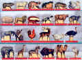 Noah's Ark Animals